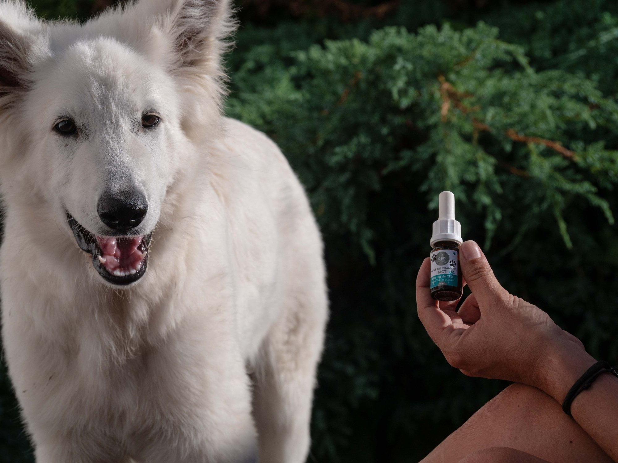 Le-CBD-pour-les-animaux-et-pourquoi-pas